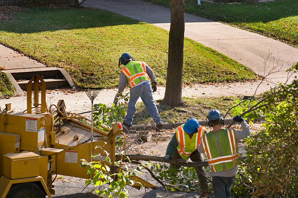Best Tree Maintenance Programs  in Oelwein, IA