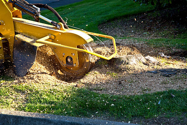 Best Lawn Drainage Solutions  in Oelwein, IA