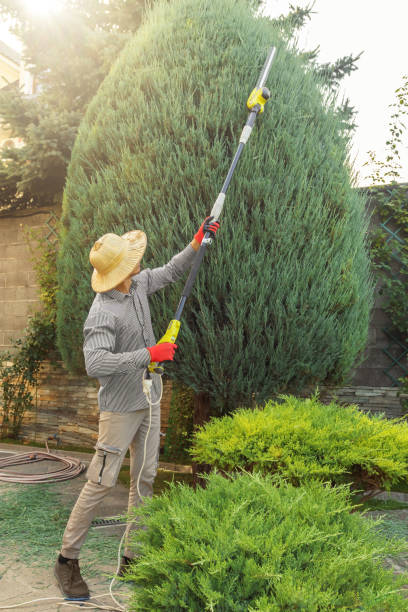 Best Hazardous Tree Removal  in Oelwein, IA