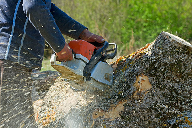 Best Lawn Renovation and Restoration  in Oelwein, IA